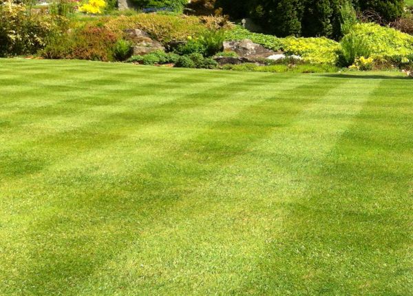 Commercial Grass Cutting